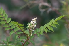 Sorbaria sorbifolia
