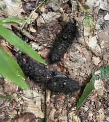 Urocyon cinereoargenteus