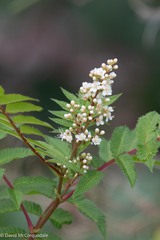 Sorbaria sorbifolia
