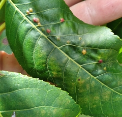 Caryomyia