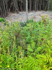 Sorbaria sorbifolia