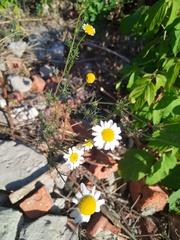 Tripleurospermum inodorum