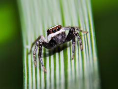 Leptofreya ambigua