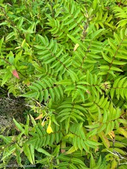 Sorbaria sorbifolia