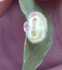 Caryomyia
