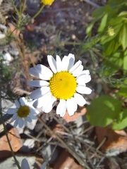 Tripleurospermum inodorum