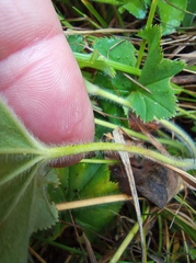 Alchemilla bungei