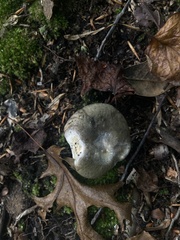 Heterophyllidia