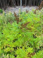 Sorbaria sorbifolia