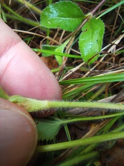 Alchemilla bungei