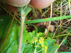 Alchemilla bungei