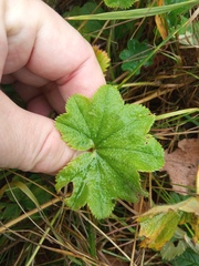 Alchemilla bungei