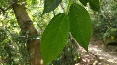 Ficus irisana