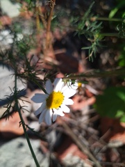Tripleurospermum inodorum