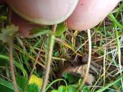 Alchemilla bungei