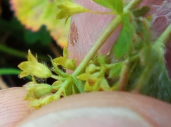 Alchemilla bungei