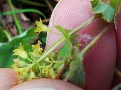 Alchemilla bungei