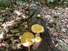 Gymnopilus luteus