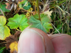 Alchemilla bungei