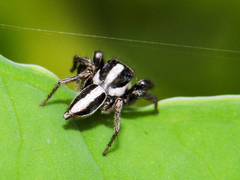 Leptofreya ambigua