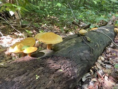 Gymnopilus luteus