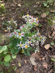 Eurybia divaricata