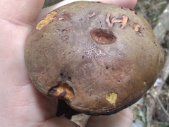 Cyanoboletus pulverulentus