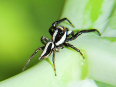 Leptofreya ambigua