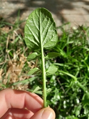 Barbarea