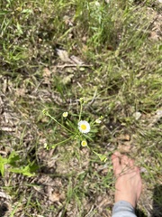 Erigeron
