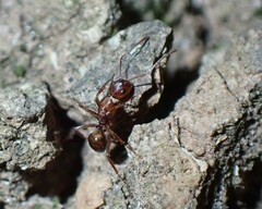 Camponotus subbarbatus