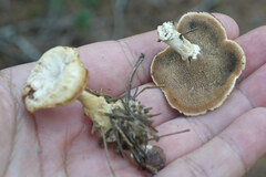 Mycorrhaphium adustum