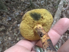 Cyanoboletus pulverulentus