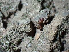 Camponotus subbarbatus