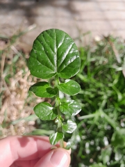 Barbarea