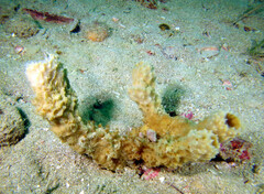 Callyspongia aculeata