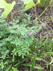 Indigofera pseudotinctoria