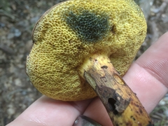 Cyanoboletus pulverulentus
