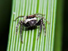 Leptofreya ambigua