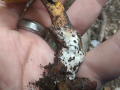 Cyanoboletus pulverulentus