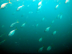 Chloroscombrus chrysurus