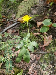 Hieracium sabaudum