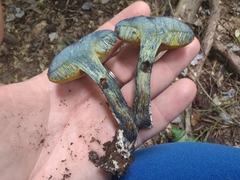 Cyanoboletus pulverulentus