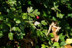 Phyllonorycter corylifoliella