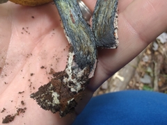 Cyanoboletus pulverulentus
