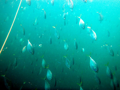 Chloroscombrus chrysurus