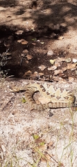 Crotalus molossus molossus