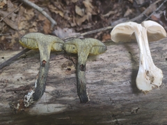 Cyanoboletus pulverulentus