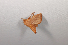 Anaxidia lozogramma