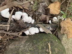 Entoloma abortivum